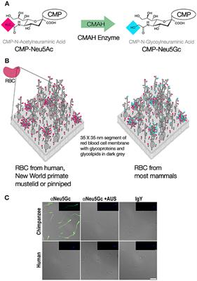 Absence of Neu5Gc and Presence of Anti-Neu5Gc Antibodies in Humans—An Evolutionary Perspective